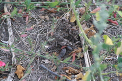 Oedipoda caerulescens