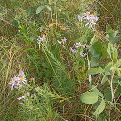 Galatella sedifolia