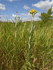 Jacobaea paludosa lanata