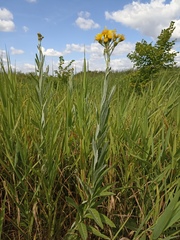 Jacobaea paludosa lanata