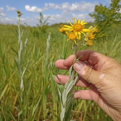 Jacobaea paludosa lanata