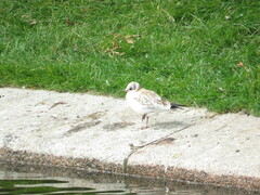 Chroicocephalus ridibundus