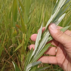 Jacobaea paludosa lanata