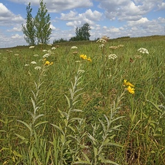 Jacobaea paludosa lanata