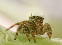 Phidippus audax