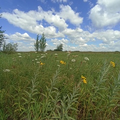 Jacobaea paludosa lanata