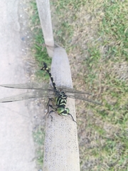 Sinictinogomphus clavatus