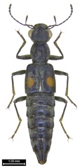 Dianous coerulescens