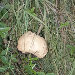 Agaricus