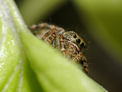 Phidippus audax