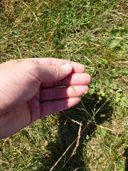 Bupleurum tenuissimum