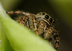 Phidippus audax