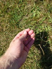 Bupleurum tenuissimum