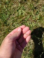 Bupleurum tenuissimum