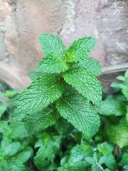 Mentha × rotundifolia