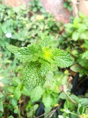 Mentha × rotundifolia