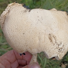 Agaricus