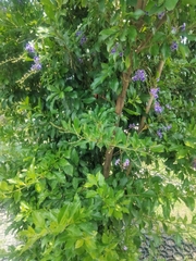 Duranta erecta