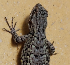Sceloporus