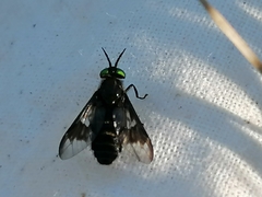 Chrysops sepulcralis