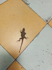 Sceloporus
