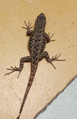 Sceloporus