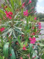 Nerium oleander