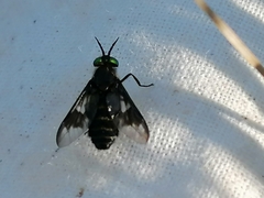 Chrysops sepulcralis