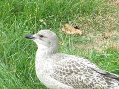 Larus argentatus