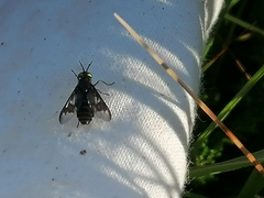 Chrysops sepulcralis