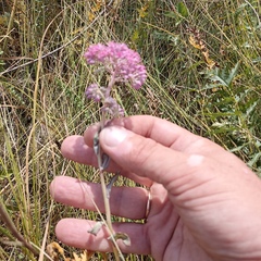 Hylotelephium telephium