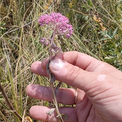 Hylotelephium telephium