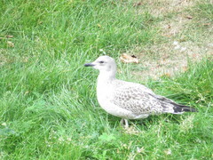 Larus argentatus