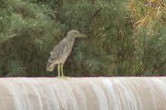 Nycticorax nycticorax