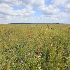 Sanguisorba officinalis