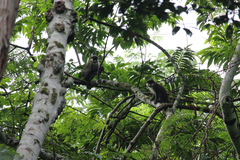 Cercopithecus ascanius