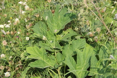 Heracleum asperum
