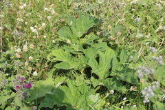 Heracleum asperum