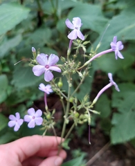 Phlox amplifolia