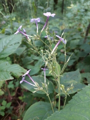 Phlox amplifolia
