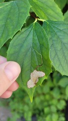 Liriomyza philadelphivora