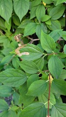 Liriomyza philadelphivora