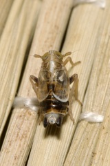 Dicranotropis hamata