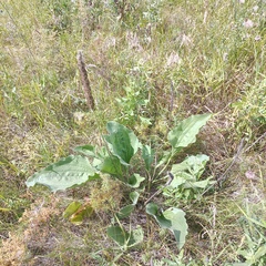 Plantago maxima