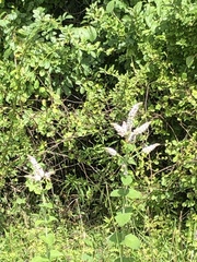 Mentha × rotundifolia