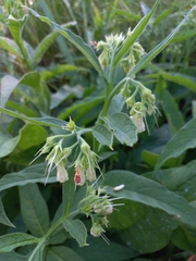 Symphytum grandiflorum