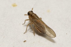 Laodelphax striatella