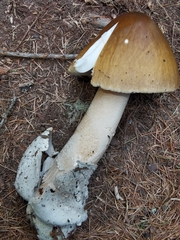 Amanita submembranacea