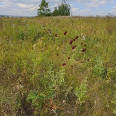 Sanguisorba officinalis