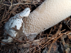 Amanita submembranacea